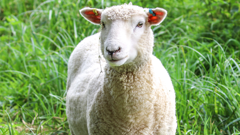 Bien-être animal