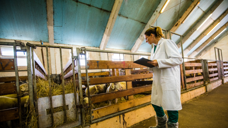 Abattoir agréé